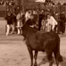 foto de los novillos